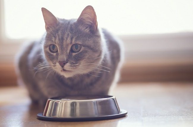 Resultado de imagen para anorexia en gatos