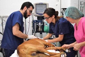 Clínica Veterinaria Jaén Urgencias 24 horas