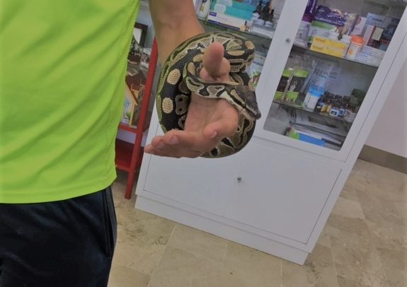 Python Regius Cuidados