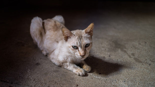 Gatos anoréxicos alimentación asistida