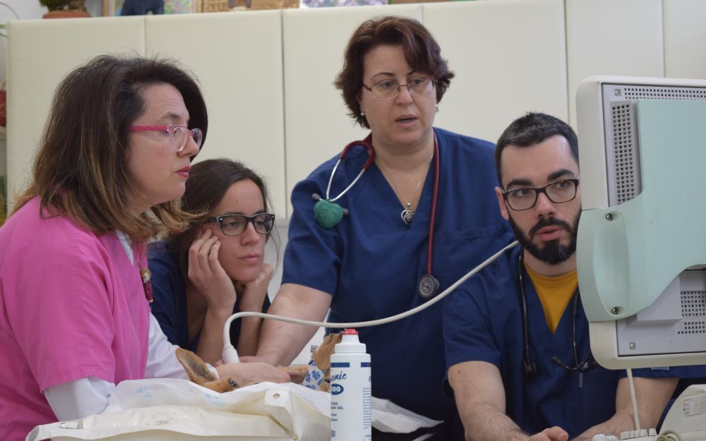 Veterinarios y Auxiliares Clínica Albacora