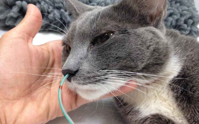 Anorexia gatos alimentación asistida