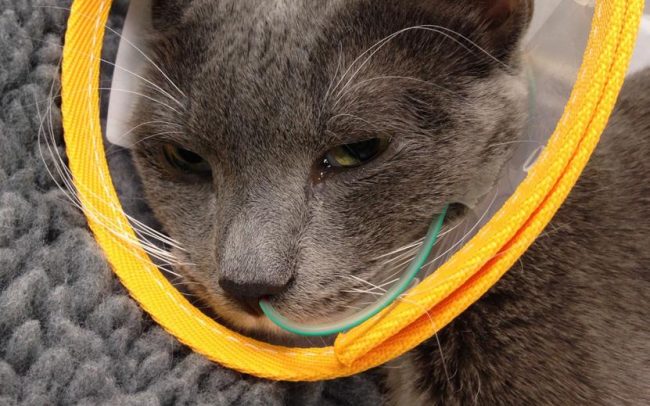 Anorexia gatos alimentación asistida