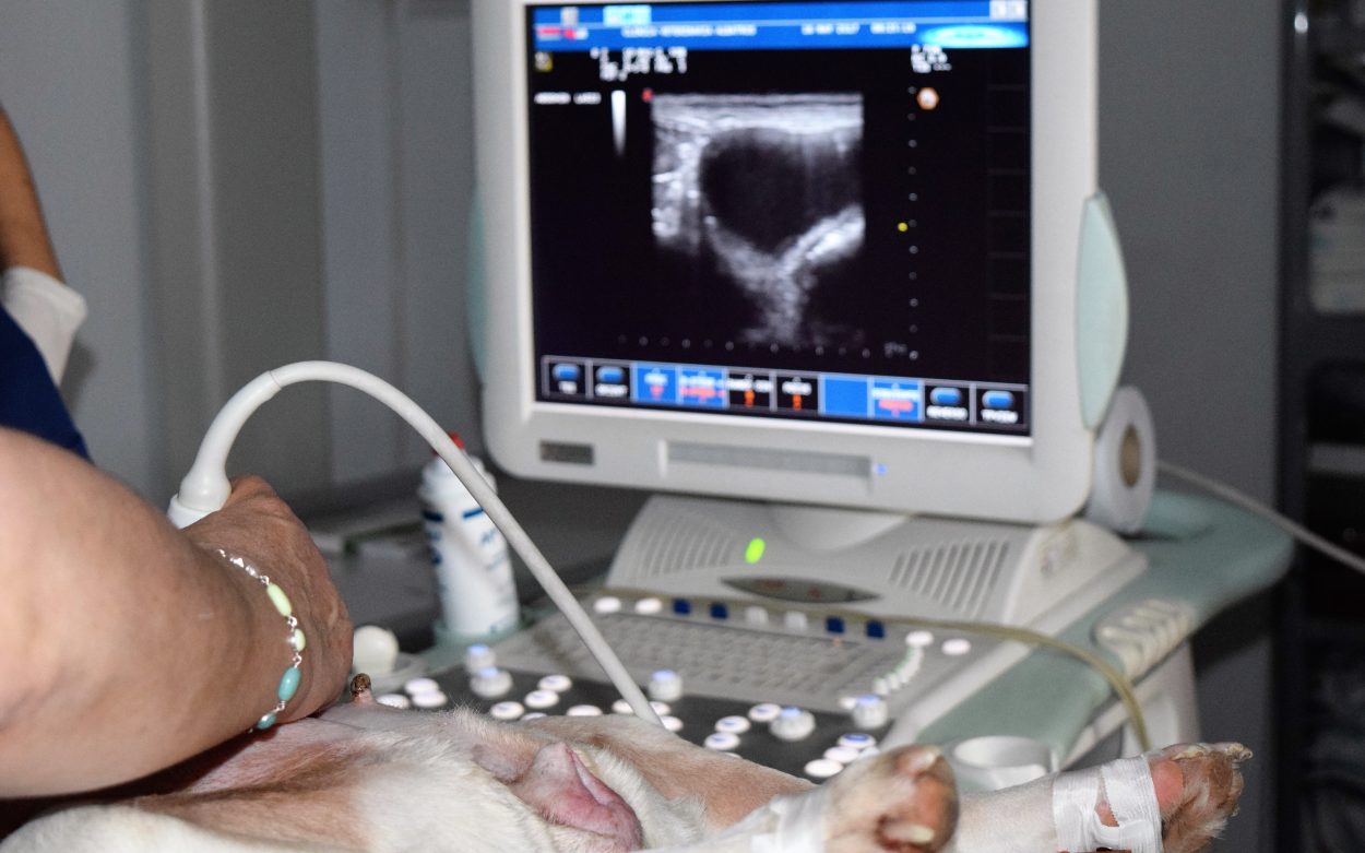 Piometras, una infección frecuente en hembras adultas - Albacora