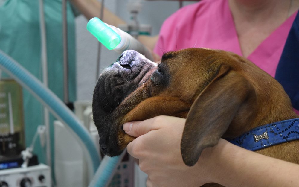 Clínica Albacora Anestesia Inhalatoria