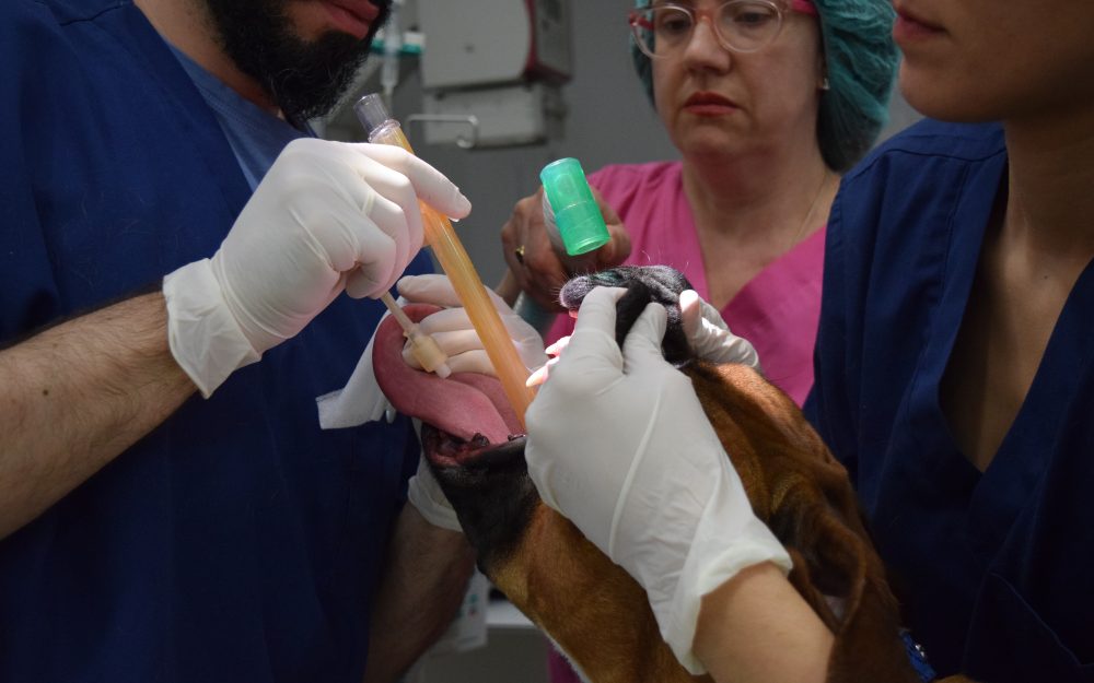 Clínica Albacora intubación