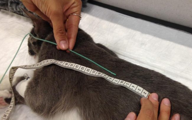 Anorexia gato alimentación asistida