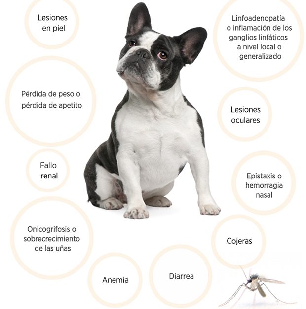Leishmaniosis canina Jaén