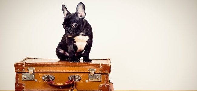 Viajar con mascotas extranjero