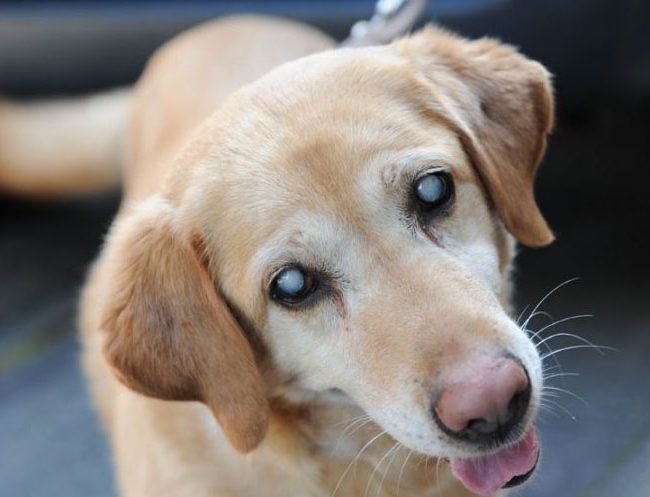 pérdida de visión perros