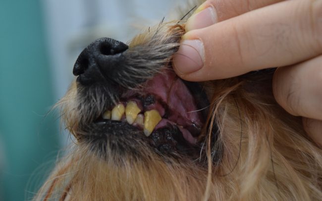 Limpieza dental sarro perros