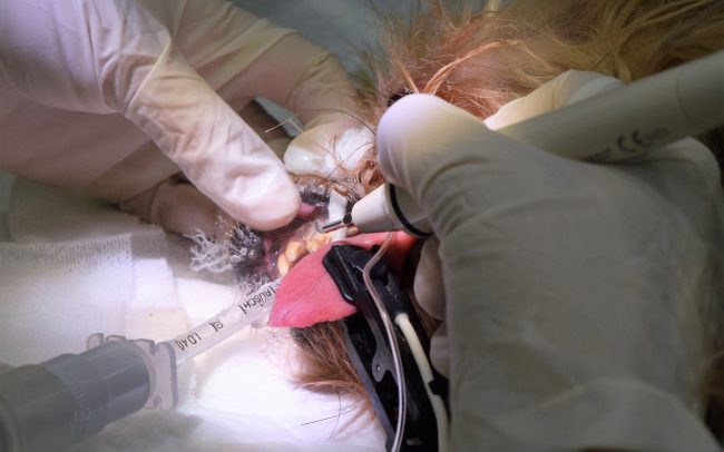 limpieza dental perro