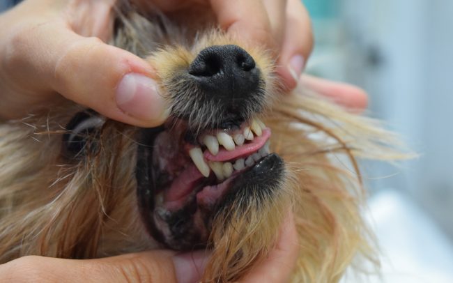 Limpieza dental perros sarro