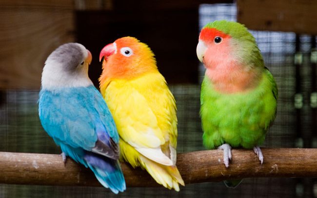 Alimentación psitácidas