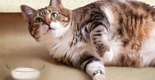 Sobrepeso perros y gatos