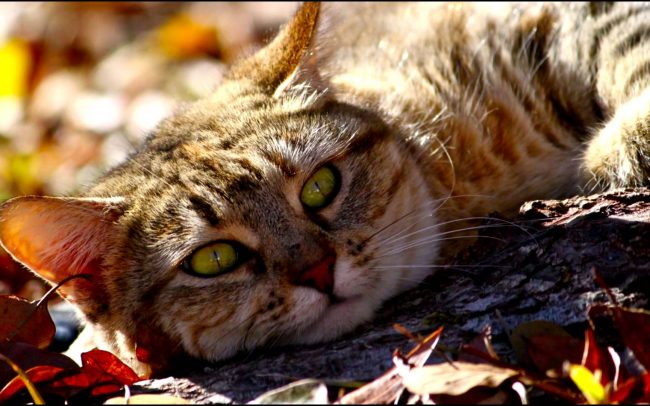 consejos otoño mascotas
