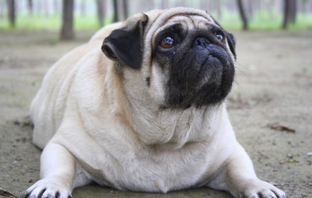 Sobrepeso perros y gatos