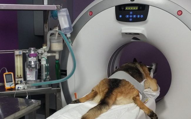 epilepsia perros y gatos