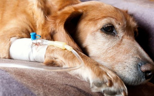 Quimioterapia perros